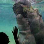 Beto heißt das jüngste Nilpferd aus Mexiko. Foto: AFP