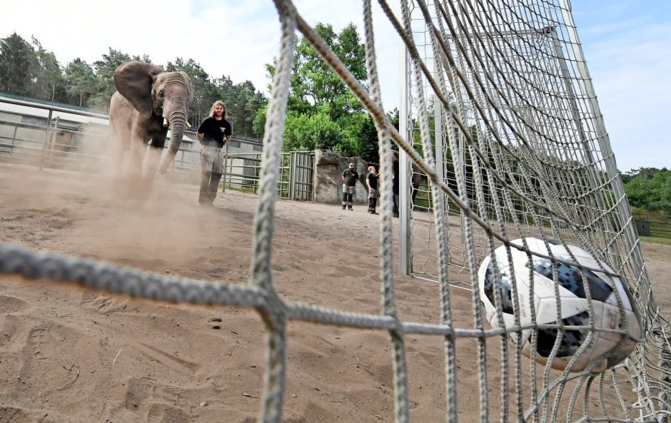 Elefantendame Nelly schießt den Ball in das mexikanische Tor.  Foto: dpa