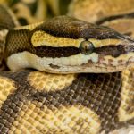 Python Schlange