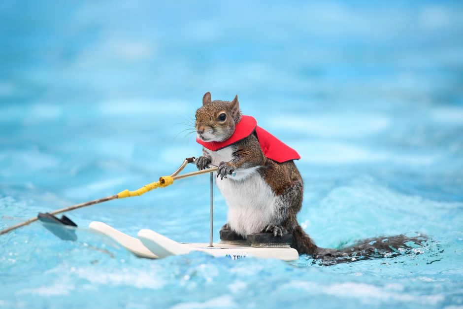 Eichhörnchen auf Wasserskiern? Gibt's nicht? Gibt's doch!  Foto: dpa