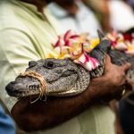 Ein wirklich ungleiches Paar hat gerade in einem Fischerdorf im Land Mexiko geheiratet. Dort hat der Bürgermeister ein Krokodil zur Frau genommen. Ja
