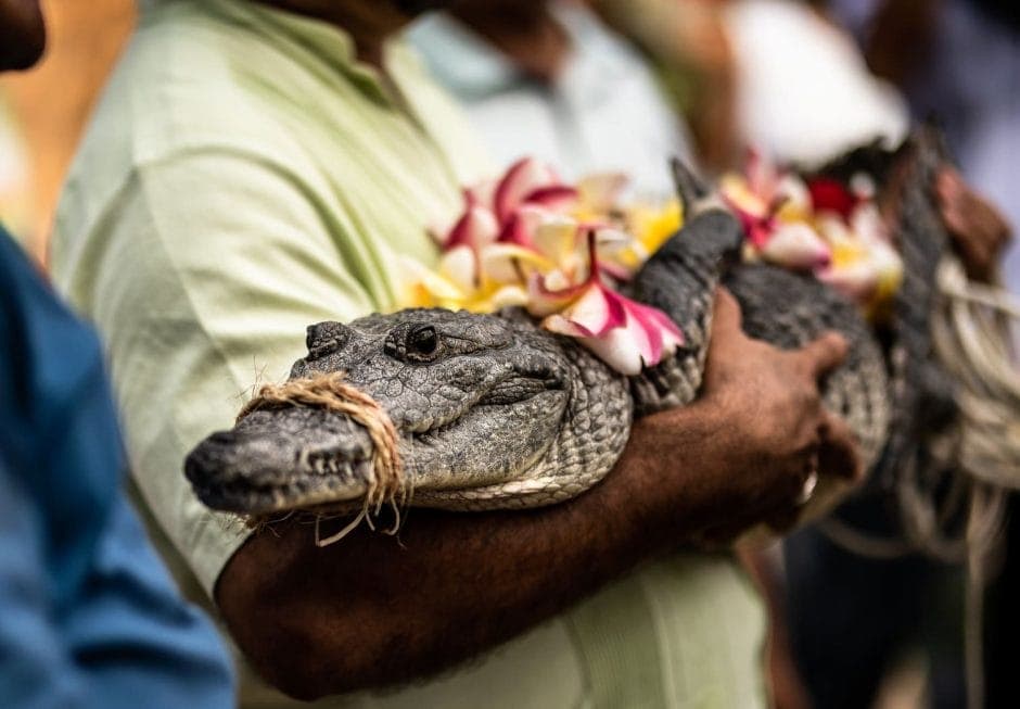 Ein wirklich ungleiches Paar hat gerade in einem Fischerdorf im Land Mexiko geheiratet. Dort hat der Bürgermeister ein Krokodil zur Frau genommen. Ja