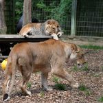 Löwen Eifel-Zoo
