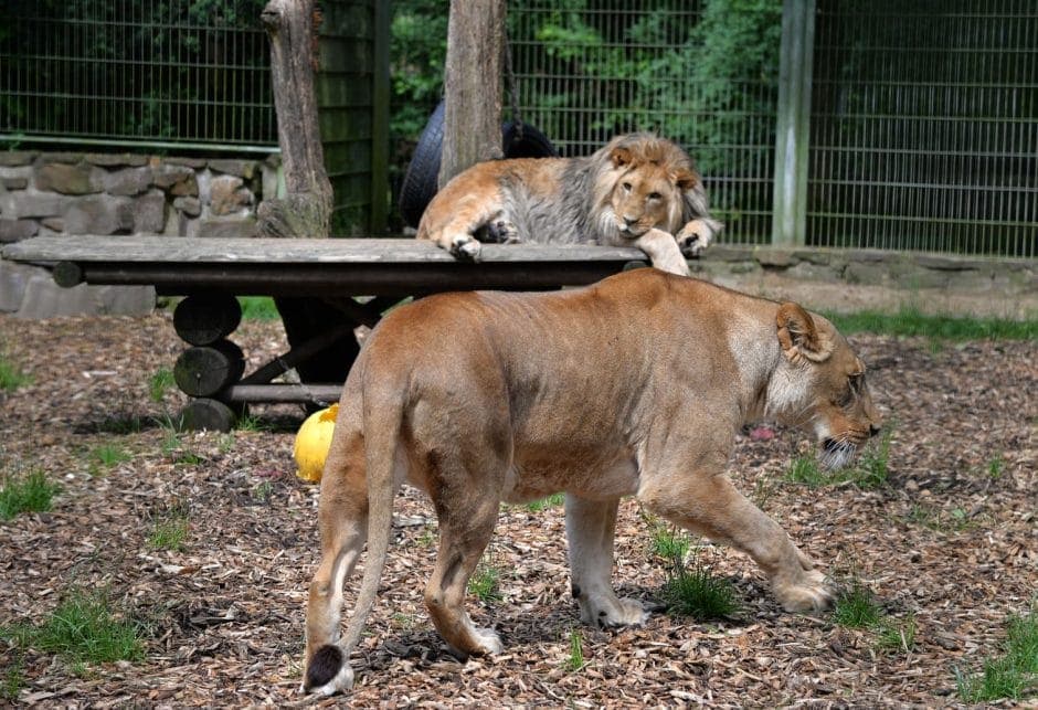 Löwen Eifel-Zoo