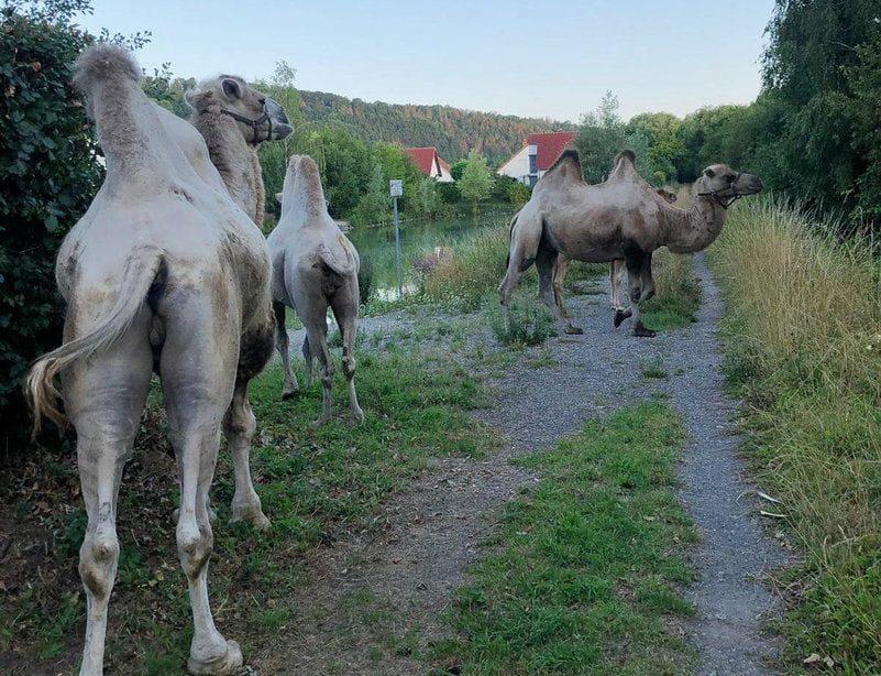 Kamele in Hameln entlaufen