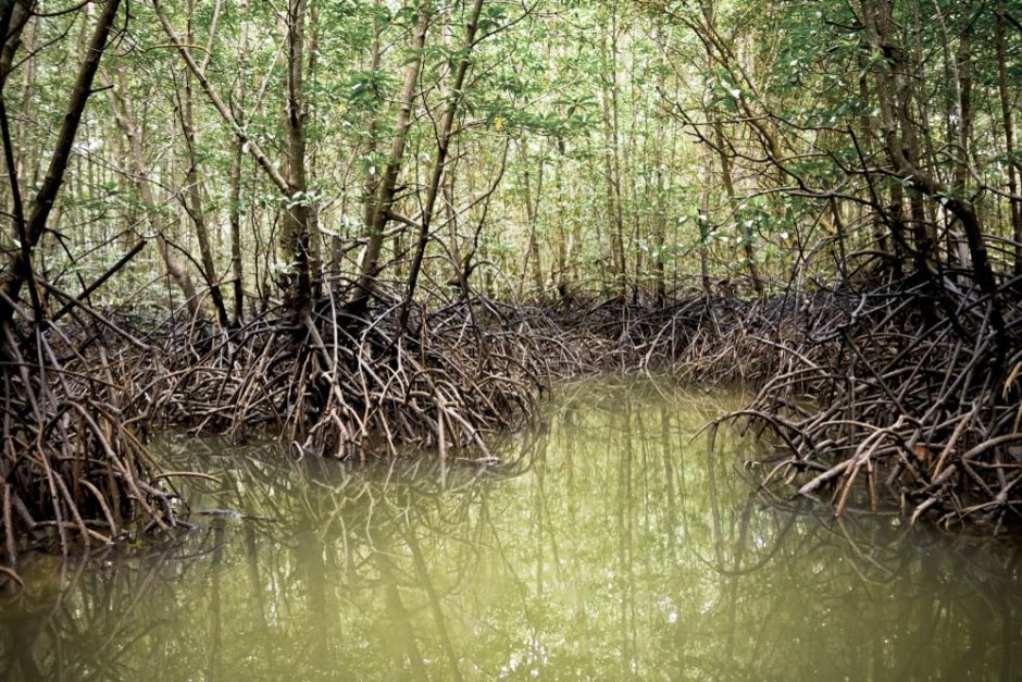 Sumpf Thailand Wald Wasser