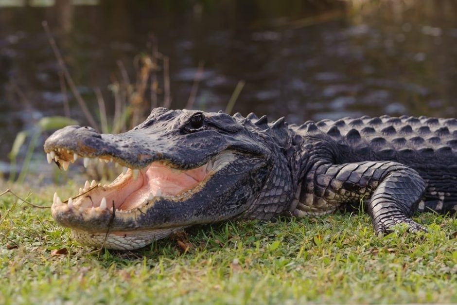 Alligator offenes Maul Wiese