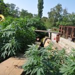 Cannabis Hanfplantage