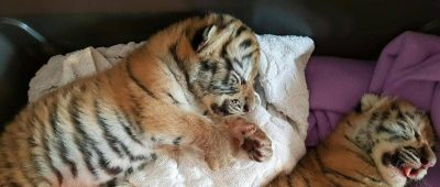 Tigerbabys in Wohnung entdeckt
