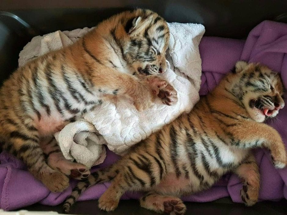 Tigerbabys in Wohnung entdeckt