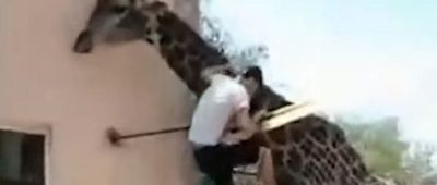 Betrunkener klettert auf Giraffe
