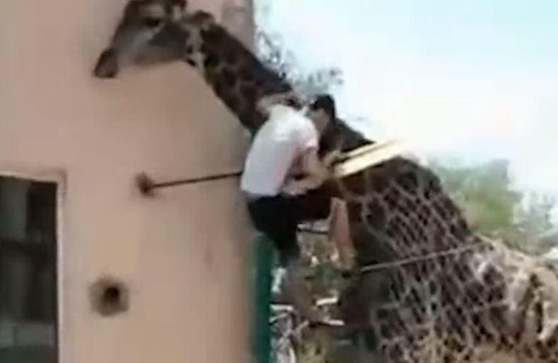 Betrunkener klettert auf Giraffe