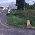 Hund wartet an Straßenrand auf Frauchen