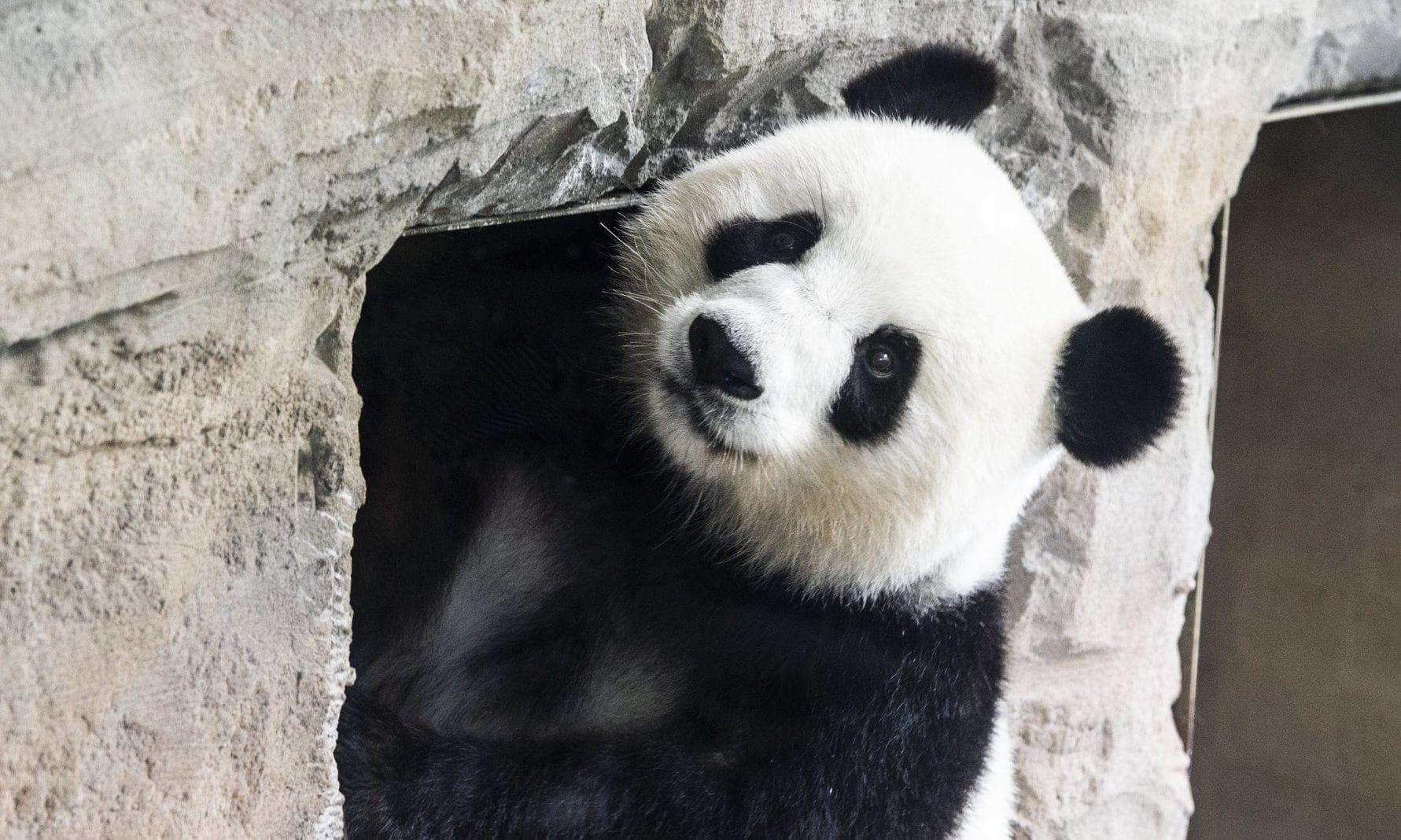 Panda Meng Meng Berliner Zoo
