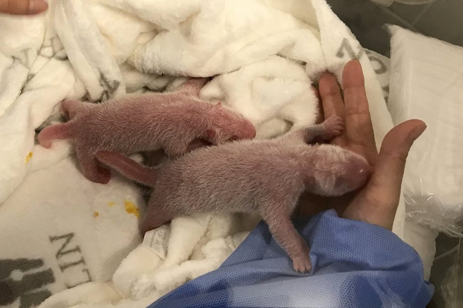 Panda-Babys im Berliner Zoo geboren