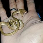 Indonesien Schlange mit zwei Köpfen