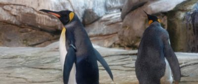 Schwules Pinguin-Paar