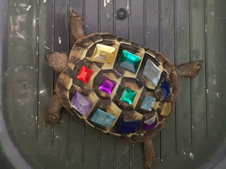 Geschmückte Schildkröte
