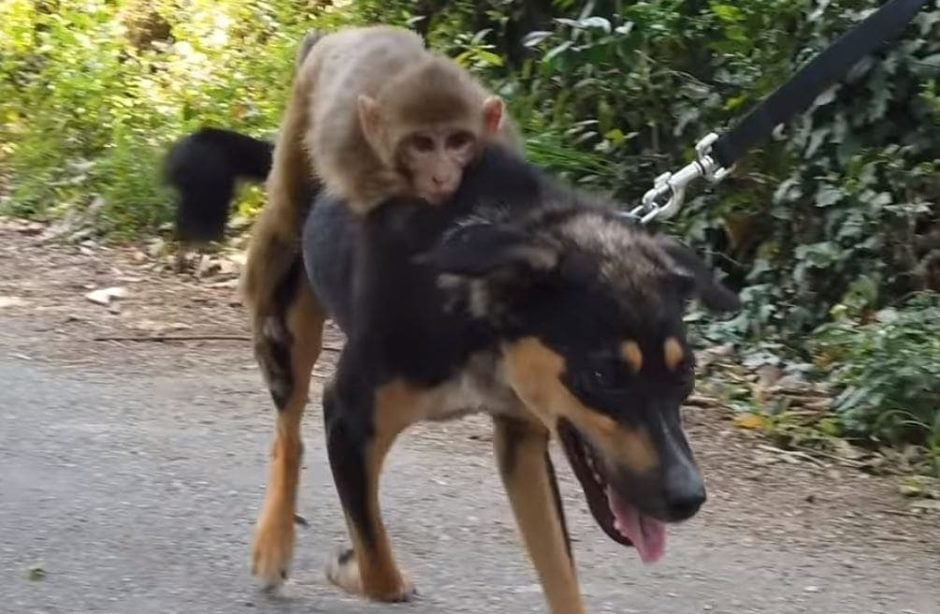 Hund und Affe Billo
