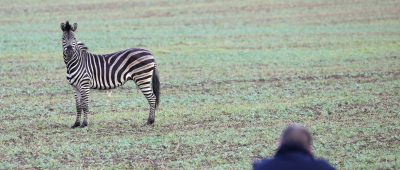 Zirkus-Zebras wird erschossen