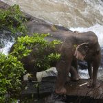 Thailand Elefanten Wasserfall