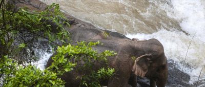 Thailand Elefanten Wasserfall