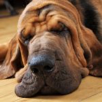 Bloodhound schläft
