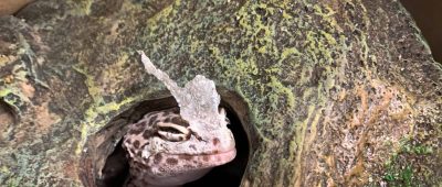 Gecko im Sperrmüll