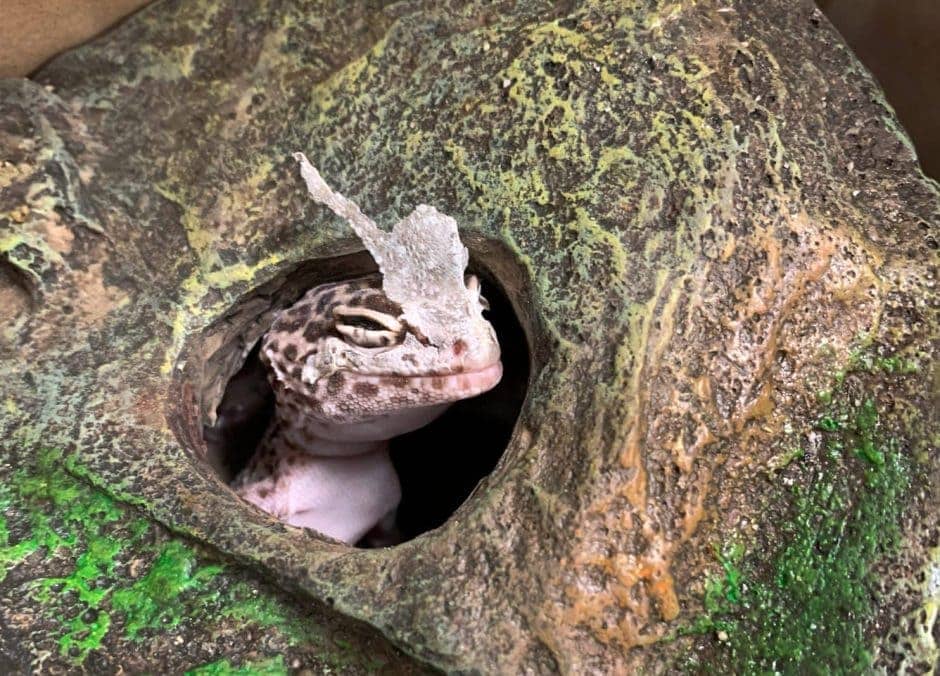 Gecko im Sperrmüll