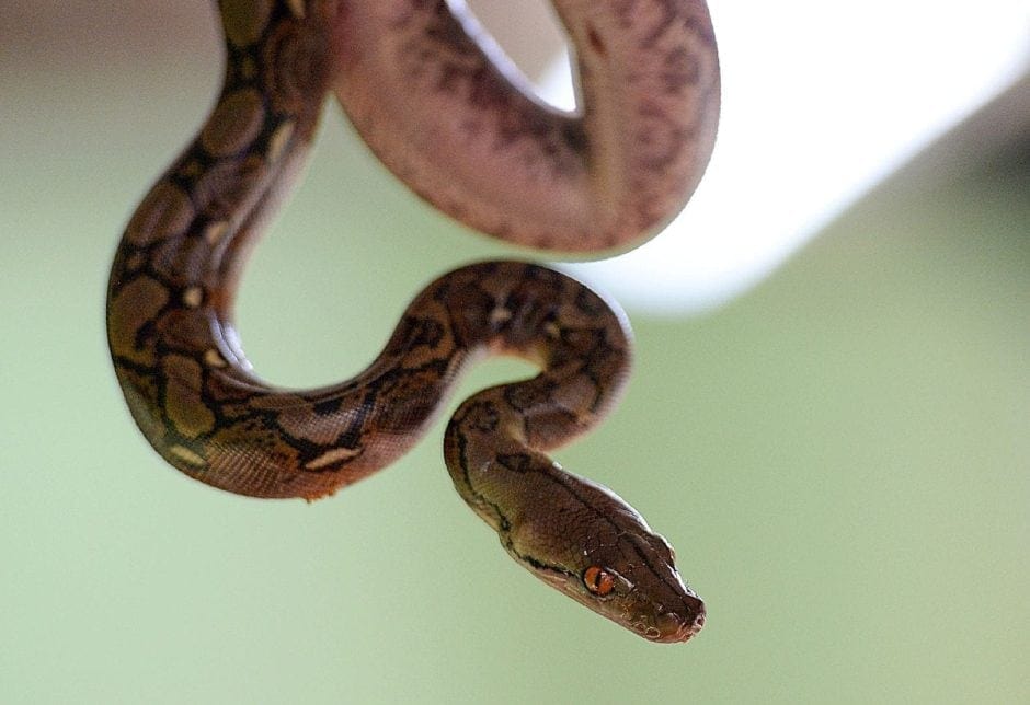 Python Schlange