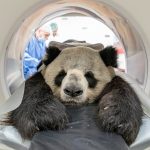 Gesundheitscheck bei Panda Jiao Qing aus dem Zoo Berlin