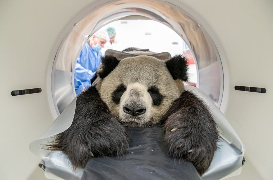 Gesundheitscheck bei Panda Jiao Qing aus dem Zoo Berlin