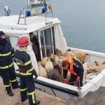 Schafe nach Frachter-Unglück in Rumänien gerettet