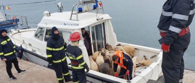 Schafe nach Frachter-Unglück in Rumänien gerettet