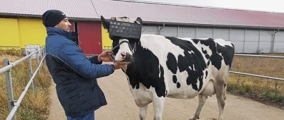 Kuh mit VR-Brille