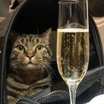 Katze Flugzeug Champagner