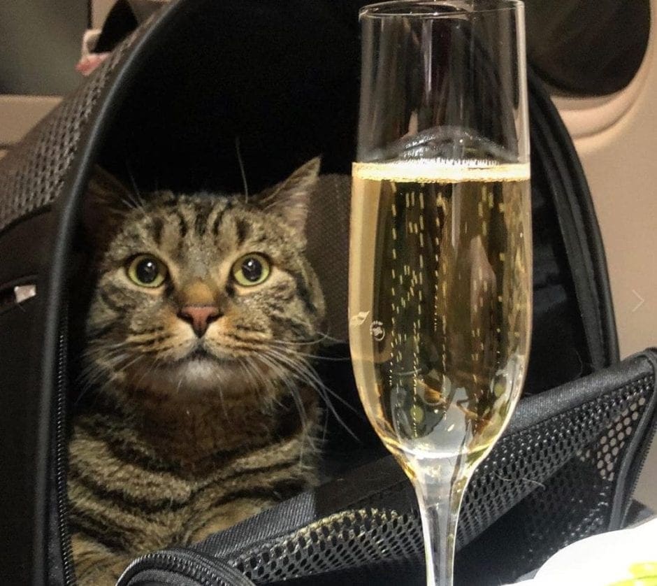 Katze Flugzeug Champagner
