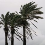 Palmen im Sturm