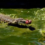Krokodil-Farm Myanmar