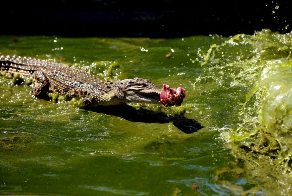 Krokodil-Farm Myanmar