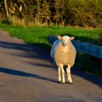 Schaf auf Straße