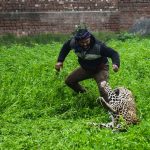 Ein Leopard hat bei einem Streifzug durch ein Wohngebiet der nordindischen Stadt Jalandhar vier Menschen verletzt. Foto: AFP/Shammi Mehra