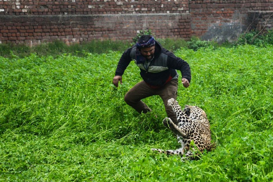 Ein Leopard hat bei einem Streifzug durch ein Wohngebiet der nordindischen Stadt Jalandhar vier Menschen verletzt. Foto: AFP/Shammi Mehra