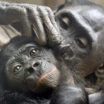 Bonobo-Affen im Frankfurter Zoo