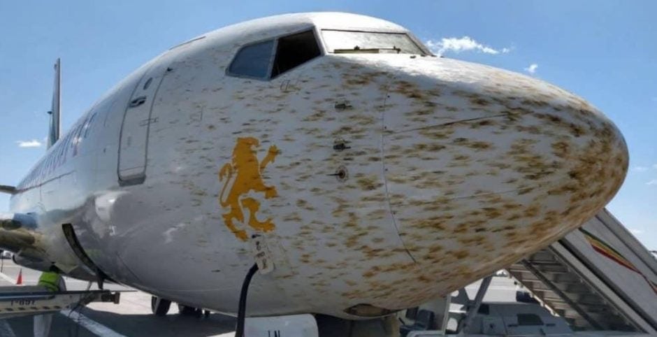 Flugzeug verschmutzt Heuschrecken