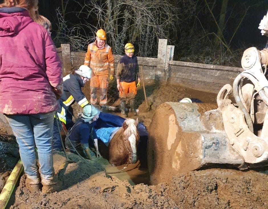 Hilfloses Pferd Schlammgrube Baugrube Rettung