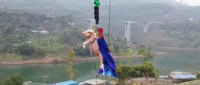 Schwein Bungee-Jump