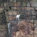 Ziege steht in Felswand