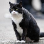 "Chef-Jäger" Palmerston Katze Kater