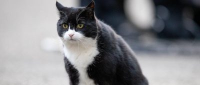 "Chef-Jäger" Palmerston Katze Kater